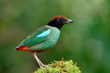 green wings with brown head and black face bird perching on top of mossy spot in soft environment, hooded pitta