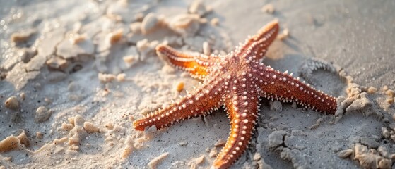 starfish on the sand on the beach close view