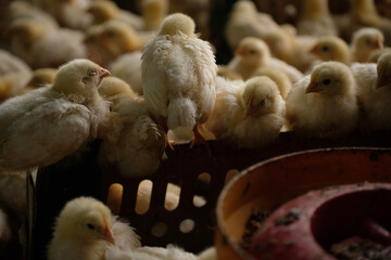a group of chickens on a farm  © vierundsieben