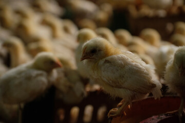 a group of chickens on a farm 
