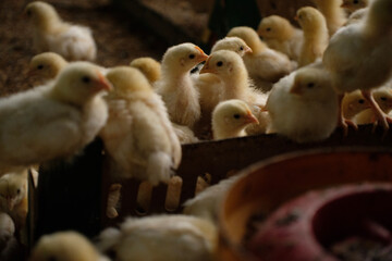 a group of chickens on a farm  © vierundsieben