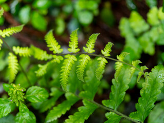 室生山暖地性シダ群落に生えるシダ植物