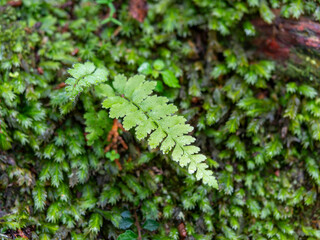 室生山暖地性シダ群落に生えるシダ植物
