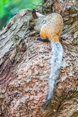 A squirrel eating a nut