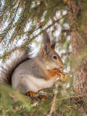 The squirrel with nut sits on tree in the winter or late autumn