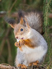 The squirrel with nut sits on tree in the winter or late autumn