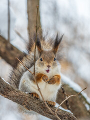 The squirrel sits on a branches without leaves in the winter or autumn