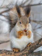 The squirrel with nut sits on tree in the winter or late autumn