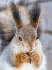 The squirrel with nut sits on tree in the winter or late autumn