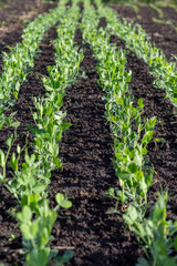 young, low green pea sprouts grow in rows in the field