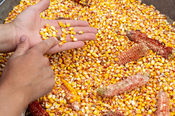 a grain of corn in the hands of a person