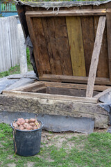 sprouted potatoes with sprouts in a bucket before planting in the ground in the spring