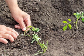 a weak, flabby tomato seedling is planted in open ground