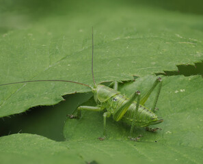 Grünes Heupferd (Tettigonia viridissima)