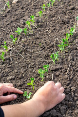 Human hands and early seedlings of peas in a row. Vertical photo