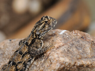 Bodenagame (Agama aculeata)
