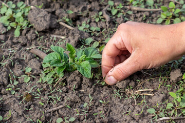 weeds on the plot with potatoes close-up of a person's hand weeds in potatoes