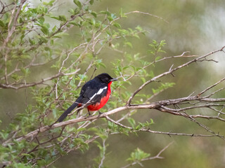 Rotbauchwürger (Laniarius atrococcineus)