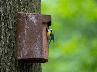 Blaumeise (Cyanistes caeruleu)