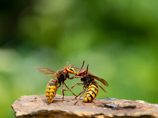 Hornisse (Vespa crabro), alles Königinnen