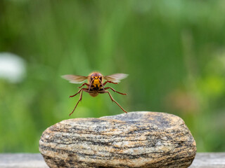 Hornisse (Vespa crabro)  Königinnen