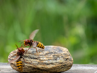 Hornisse (Vespa crabro)  Königinnen