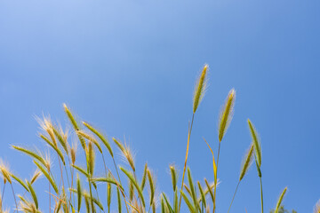 Hordeum murinum is a species of flowering plant in the grass family Poaceae, commonly known as wall barley or false barley. Monterey Park, Los Angeles, California Plants
