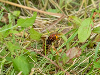 Hornisse (Vespa crabro)  Königinnen