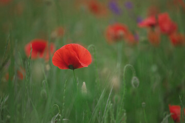 Fototapeta premium Poppy field, Remembrance day, Memorial Anzac day banner.
