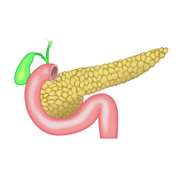 Pancreas, abdomen, human pancreas
,Pancreas
,Insulin
,Glucagon