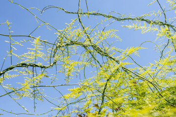 Asparagus setaceus, common asparagus fern, asparagus grass, lace fern, climbing asparagus, or ferny asparagus, is a climbing plant in the genus Asparagus. Monterey Park, Los Angeles, California Plants