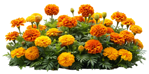 Marigold bed featuring an array of vibrant orange and yellow blooms, ideal for repelling garden pests, isolated on white background.AI GENERATED