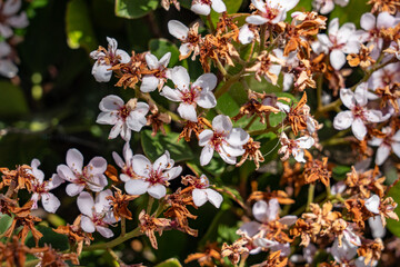 Rhaphiolepis indica, the Indian hawthorn, India hawthorn or Hong Kong hawthorn is an evergreen shrub in the family Rosaceae.  Monterey Park, Los Angeles, California Plants