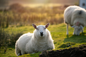 Naklejka premium sheeps, ewe and lamp, standing in a field, eating grass in a farm in Scotland, the UK