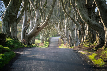 A road runs through the Dark Hedges tree tunnel at sunrise in Northern Ireland.