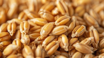 Close-up view of golden wheat kernels, representing agriculture and harvest