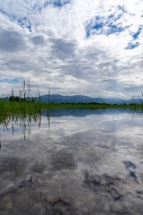 reflection of trees and reeds in water after a flooding of the lake