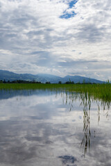 reflection of trees and reeds in water after a flooding of the lake