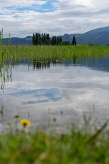 reflection of trees and reeds in water after a flooding of the lake