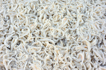 釜であげられたたくさんのしらす