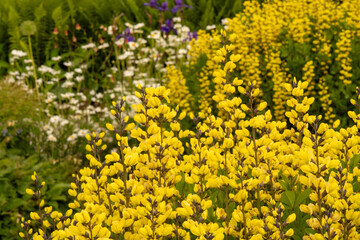 Wonderfully flowering, yellow shrub plant Baptisia (false indigo)
