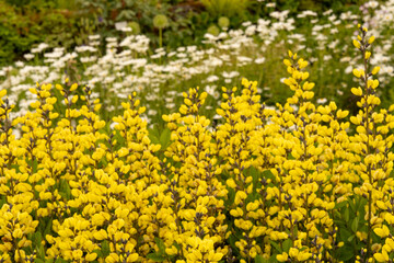Wonderfully flowering, yellow shrub plant Baptisia (false indigo)