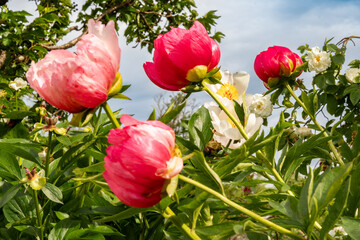 Blooming white and pink peonies (Paeonia) in the garden against blue sky