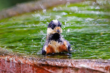 泉で水浴びをする可愛いヤマガラ（シジュウカラ科）。

日本国神奈川県秦野市、弘法山公園、権現山バードサンクチュアリにて。
2022年7月撮影。

A lovely Varied Tit (Sittiparus varius) bathing in a spring.
