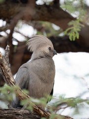 Graulärmvogel (Crinifer concolor)