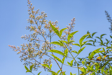 Nandina domestica , nandina, heavenly bamboo or sacred bamboo, is a species of flowering plant in the family Berberidaceae, Monterey Park, Los Angeles, California Plants