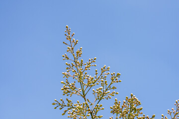 Nandina domestica , nandina, heavenly bamboo or sacred bamboo, is a species of flowering plant in the family Berberidaceae, Monterey Park, Los Angeles, California Plants