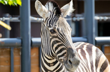 Naklejka premium シマウマの流し目