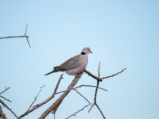 Gurrtaube (Streptopelia capicola)