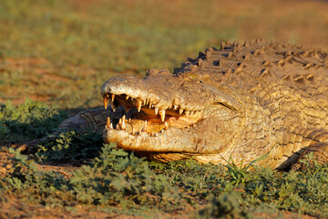 Portrait of a large Nile crocodile (Crocodylus niloticus) with open jaws, Kruger National Park, South Africa.